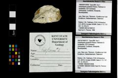 Foto (Objekt + Etiketten) von Ankylokypha parabola (Robins, Feldmann & Schweitzer, 2013) 